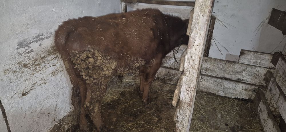 Бычок 1.5года. Интересует обмен на телят, варианты...