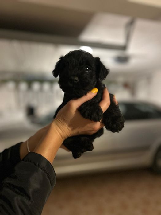 Căței Schnauzer pitic