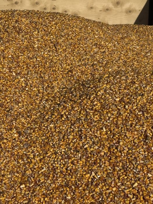 Porumb Recoltat  2025 1 leu kg