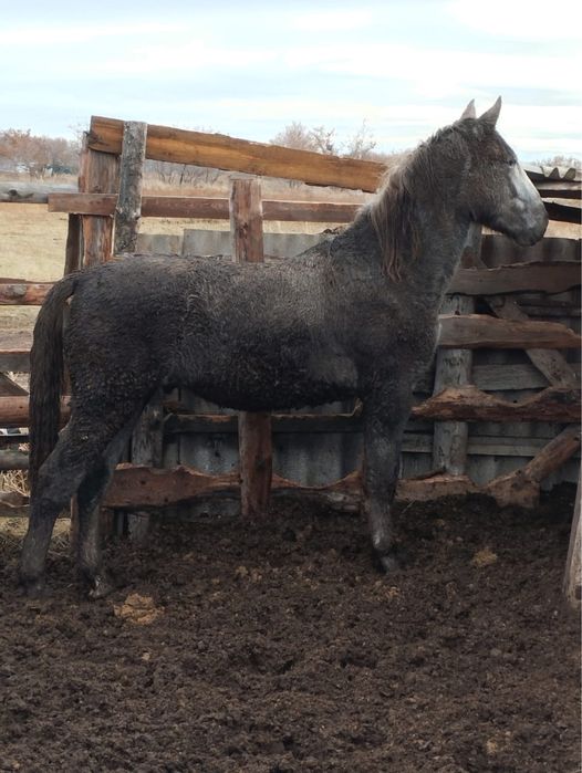 Продам жеребчик на Согым.