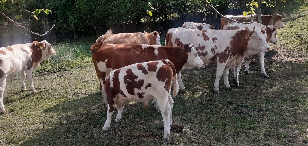 Vaci Tăurași Juninci de vînzare la pachet