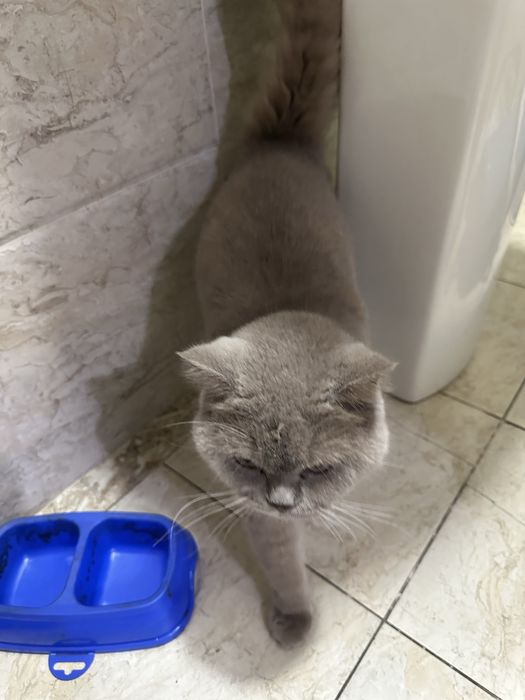 Mushuk 2 ta. O’g’il va qiz. skotish fold va strayt.