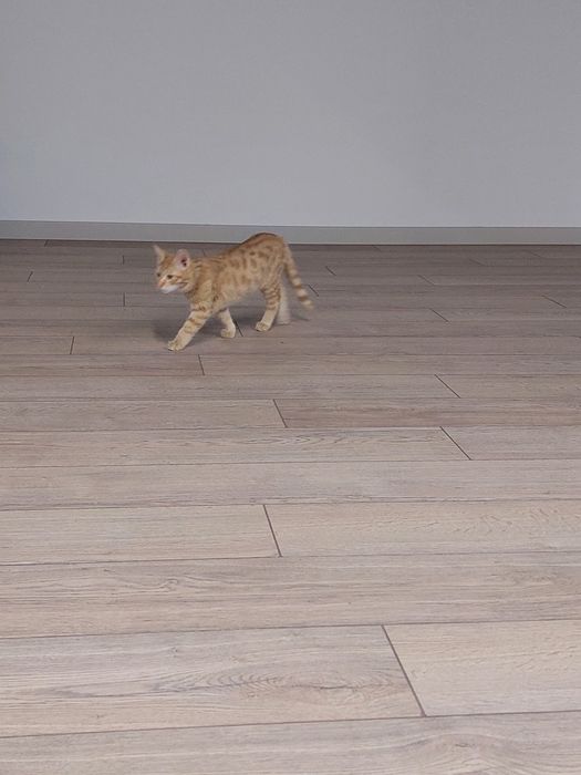 Котенок мальчик Ташкент