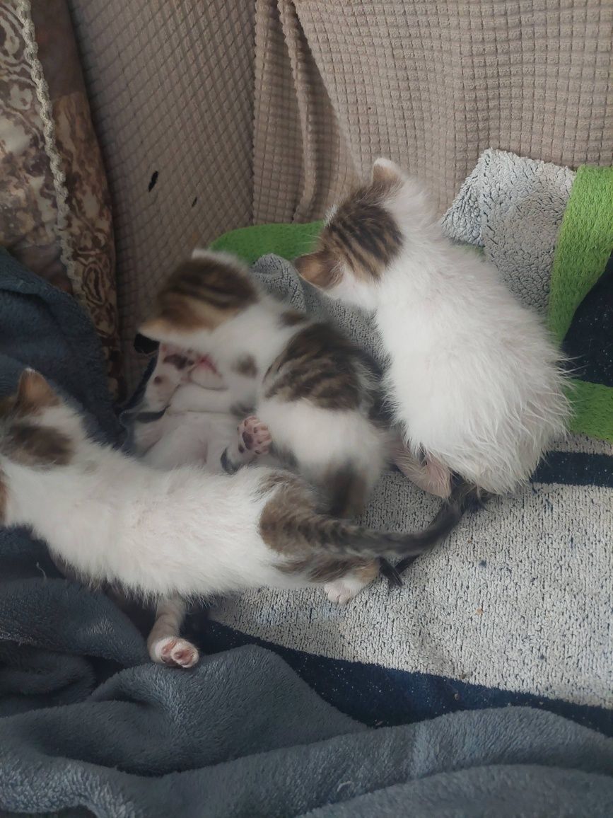 Подарявам котета