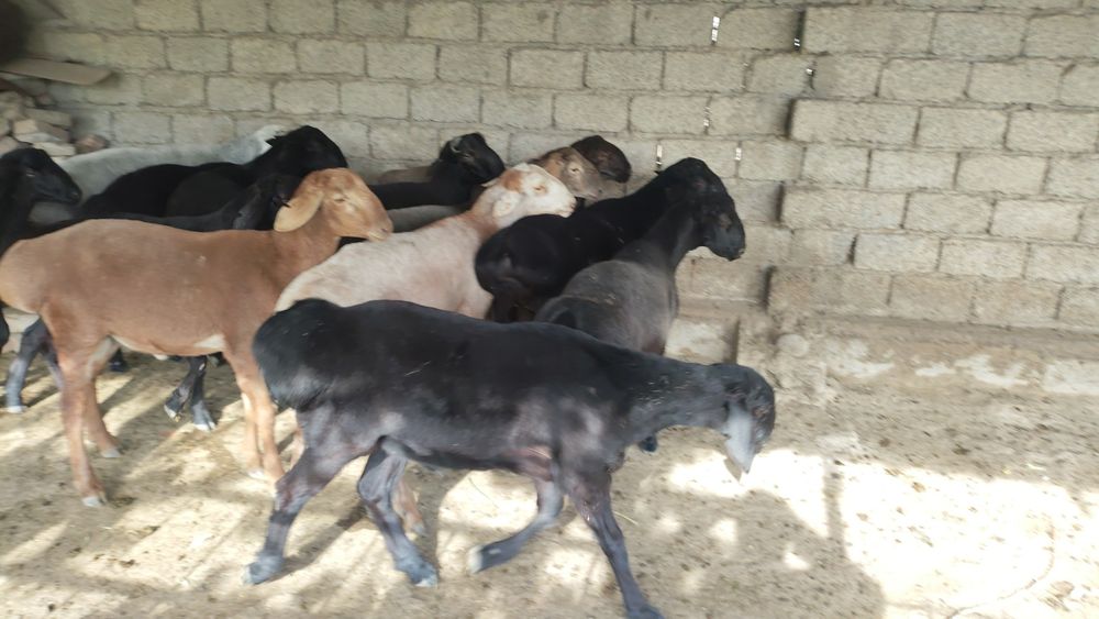 Qochqorlar kachoklar