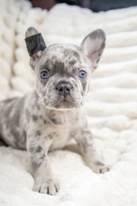 bulldog francez lilac merle