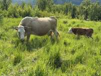 Vand vaca cu vitea