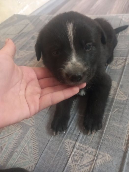 Щенок в добрые руки!