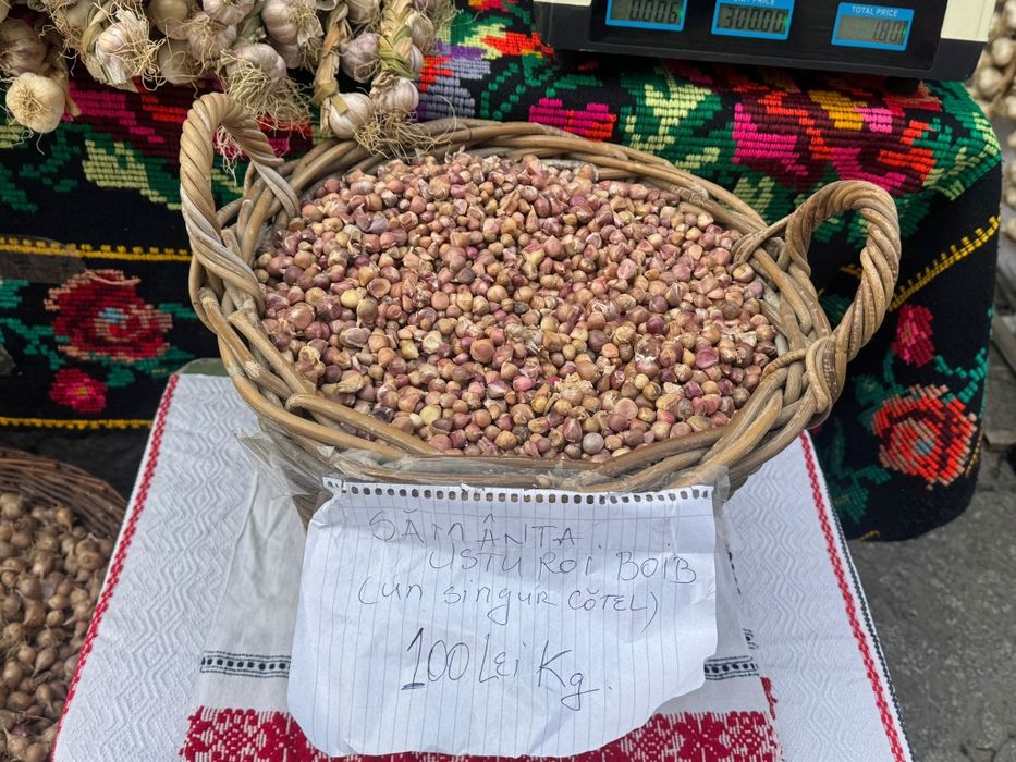 Seminte de usturoi baib