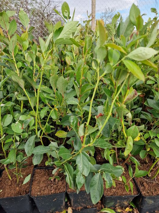 Боровинки разсад