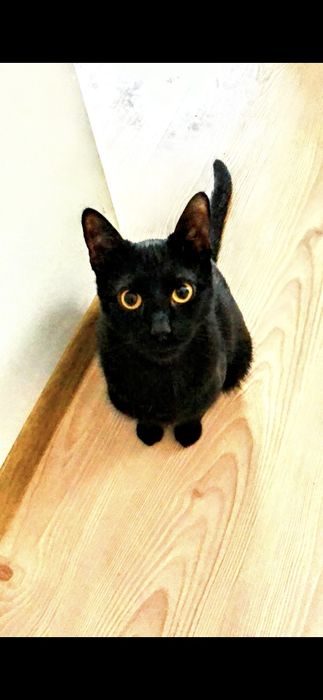 Pisică pentru adopție, mascul