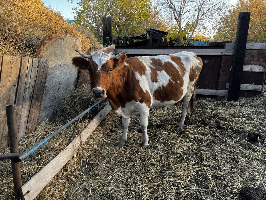 Фото ескі 2 ай бұрнғы.4 туған сүтті сиыр сатылад 720 саудасы болады