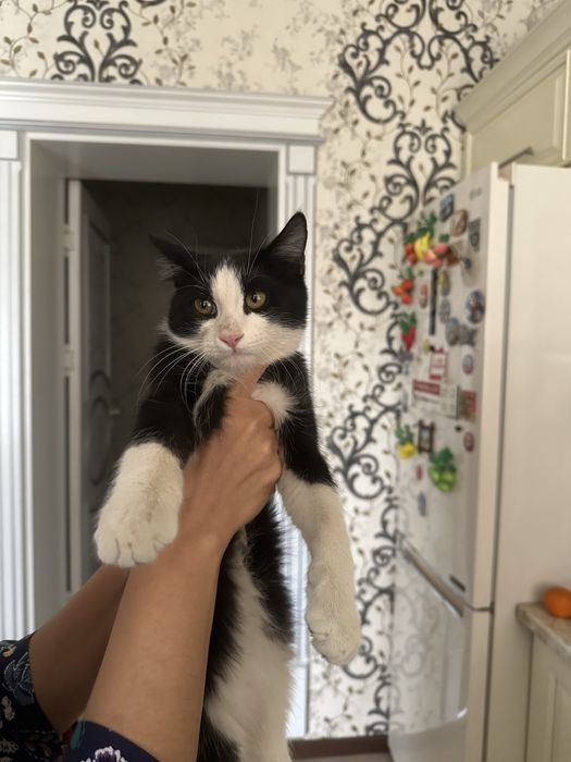 Отдам кошек в хорошие руки