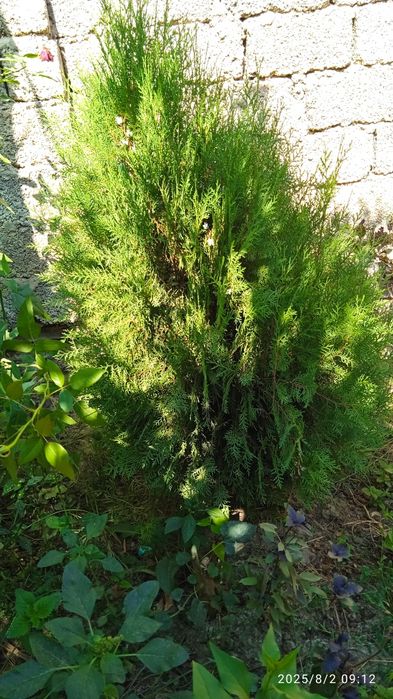 Туя арча сотилади