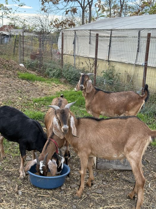 Vand iezi anglo - nubieni de 10 luni,crescuti acasa
