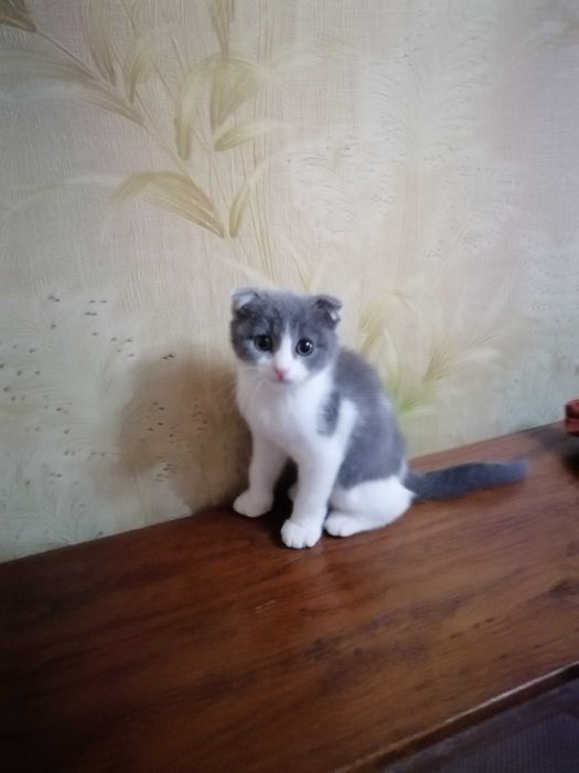 Необично чиройли шиншилла мушукчаси!