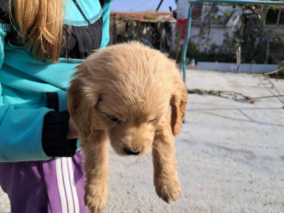 Американски Кокерчета