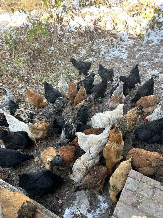 Продам курей петухов! Домашние с этого года. Крупные, здоровые! Порода