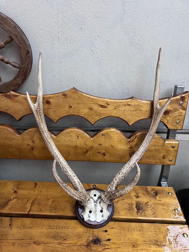 Vand Trofeu cerb