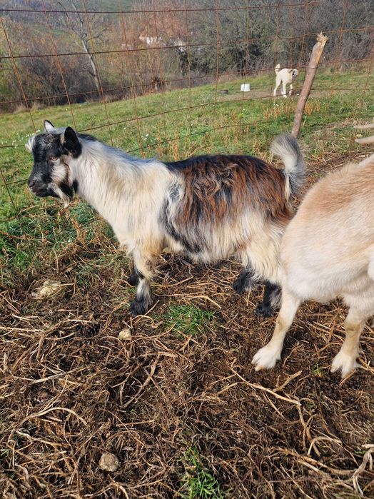 Vând sau schimb 2 iezi din primăvara