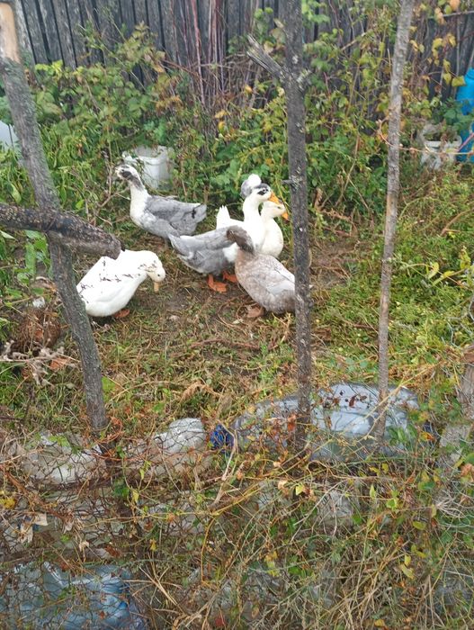 Vând rațe românești