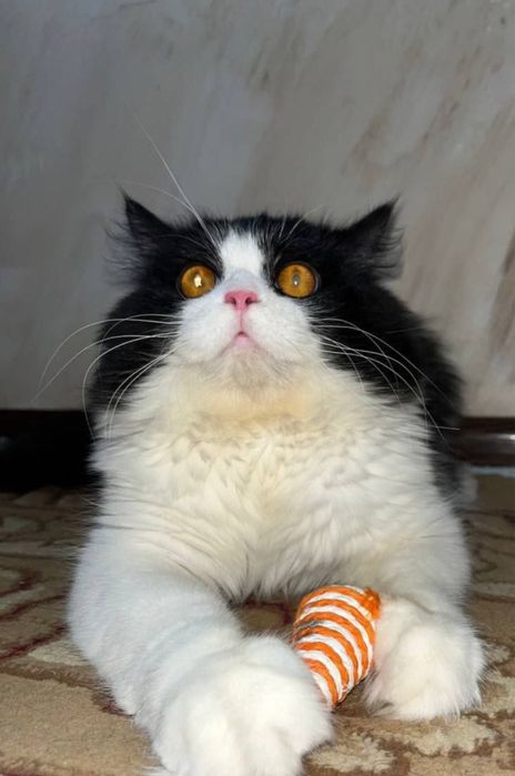 Qiz Mushuk vyaskaga qabul qilamiz