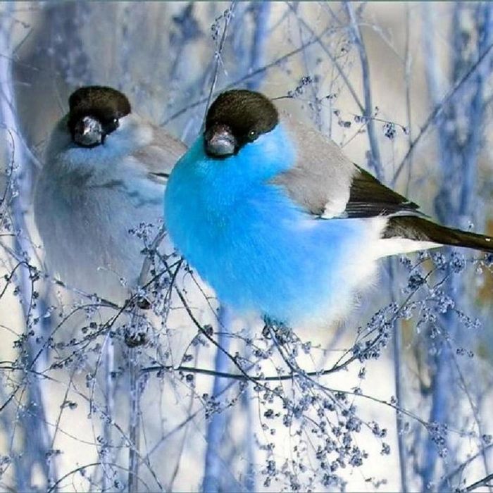 Снегири синие птицы