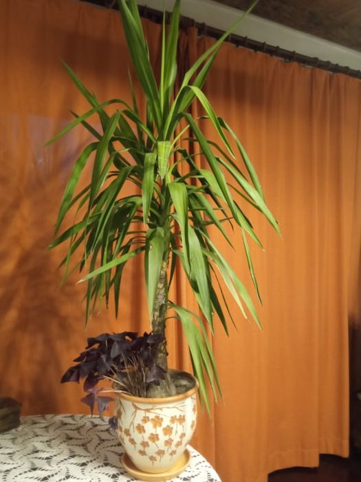 Продам крупное растение  юкка