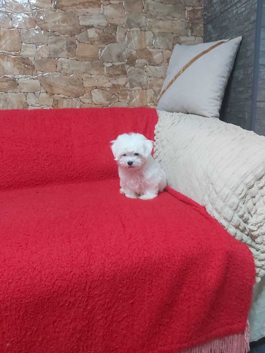 Pui bichon maltese