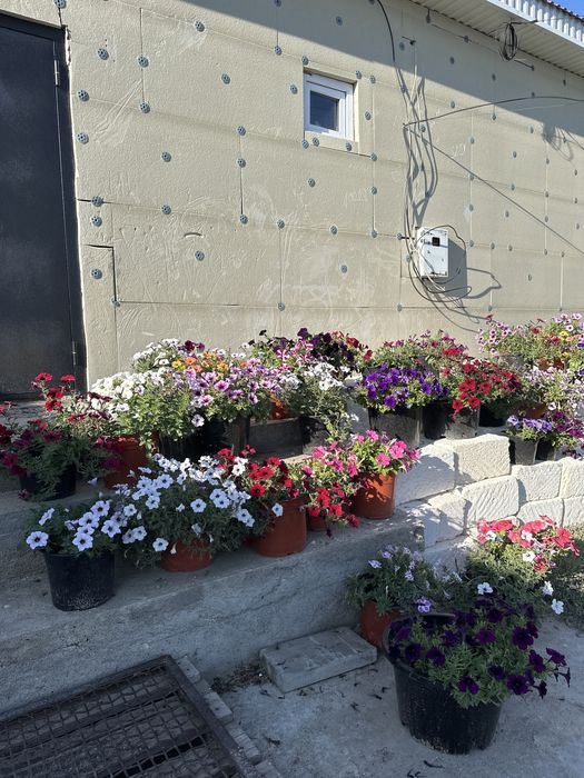 Цветы в горшке петуния ампельные