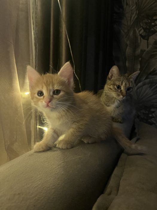 Отдам кормящую кошку с котёнком(девочкой) в добрые руки