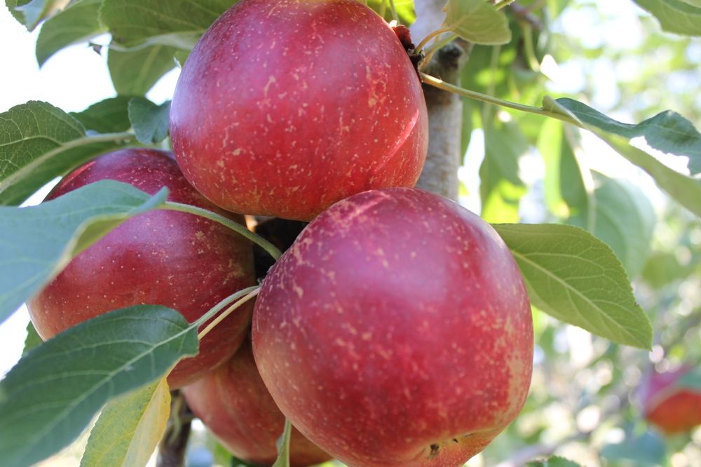 Pomi Fructiferi stravechi din glia stamoseasca soiuri de mar