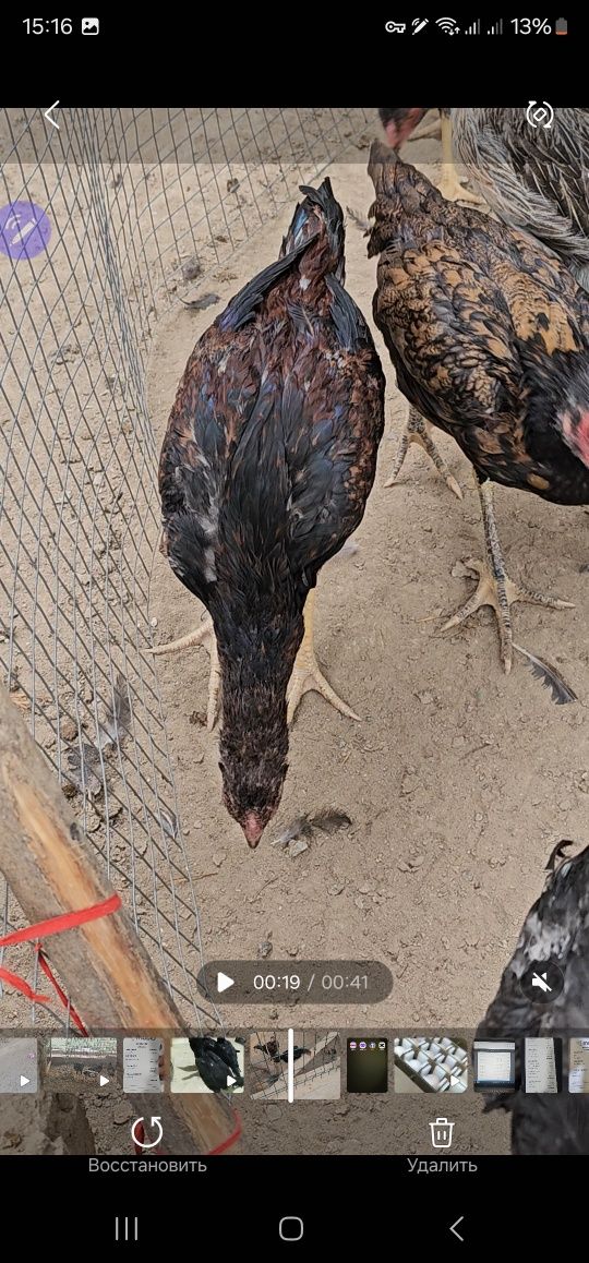 Tozza turk privaznoyi