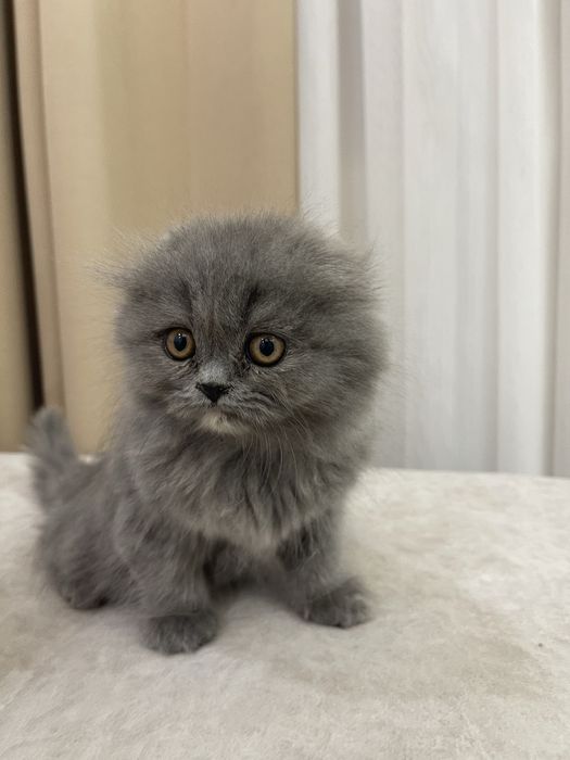 Котята скоттиш фолд