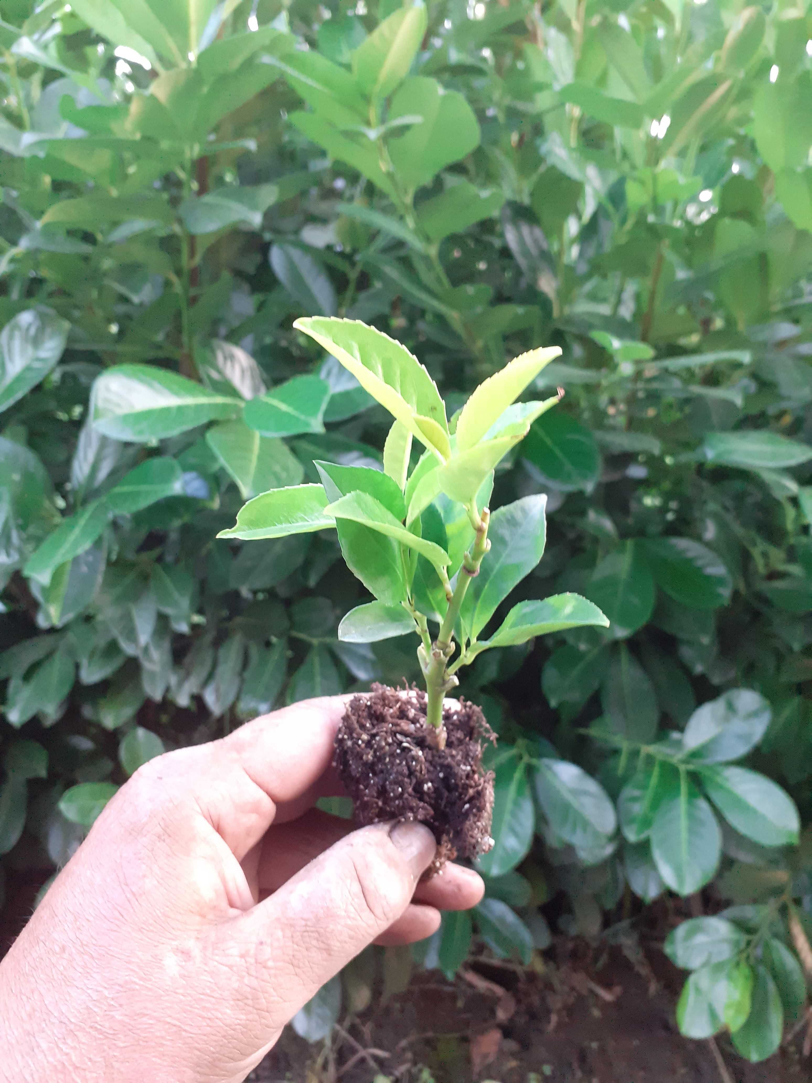 Laur englezesc - Prunus Laurocerasus Rotundifolia +/-15 cm