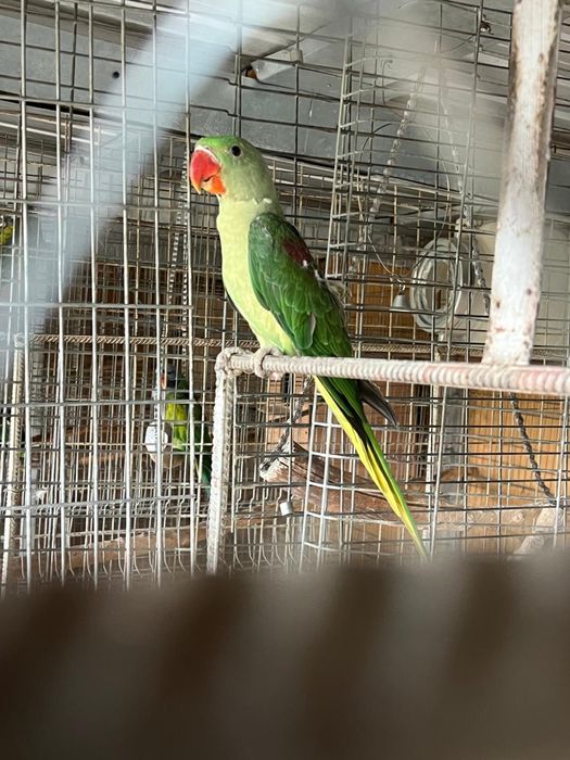 Vand pui papagal marele alexander