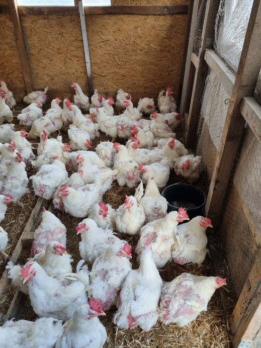 Vand gaini albe de carne