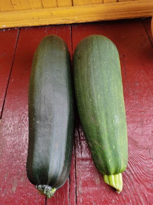 Продам кабачки свежие, домашние