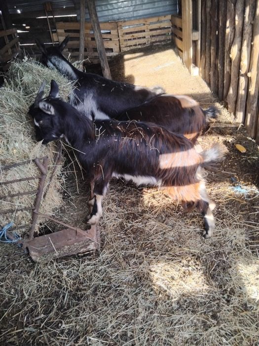 Iede tinere 8 bucati 2100