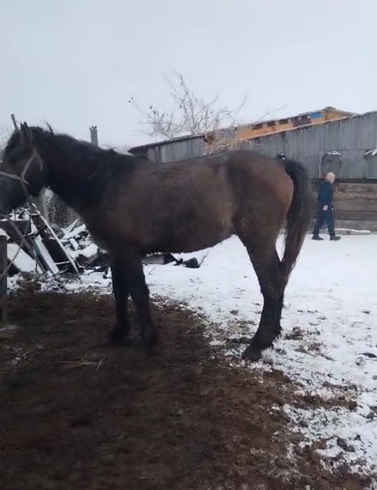 продаю кунан жылкы
