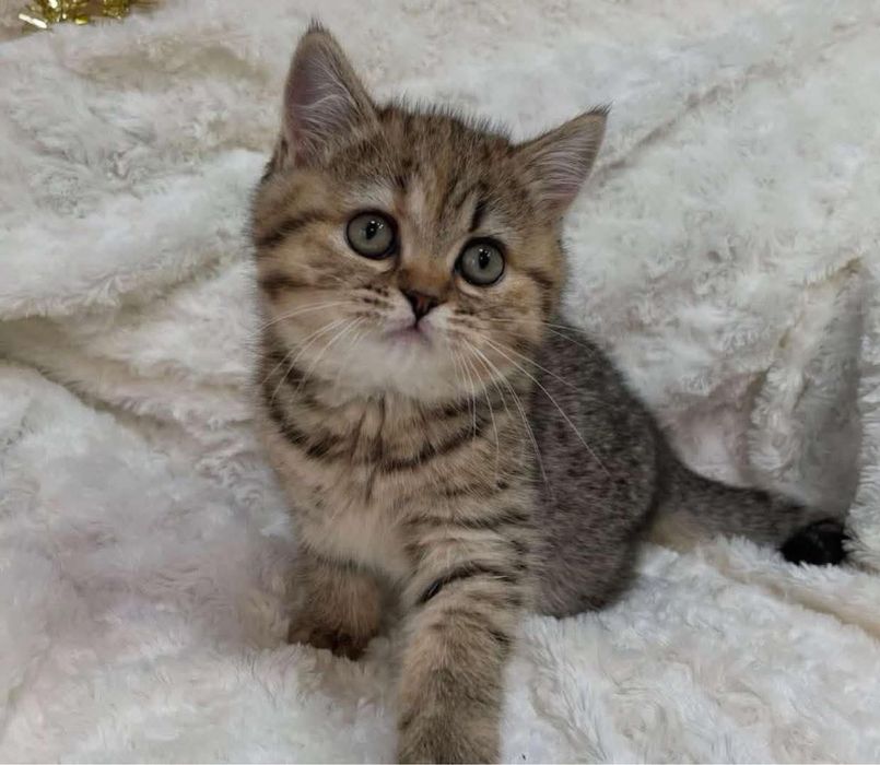 British shorthair mascul