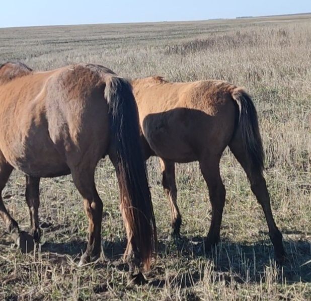Жабагы лошади жылкы