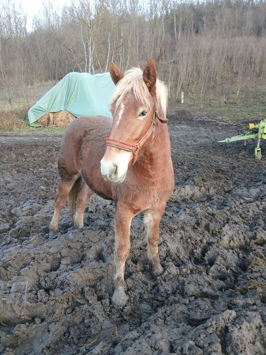 Vând manza de 1 an și 8 luni cu actele la i am prins-o de câteva ori