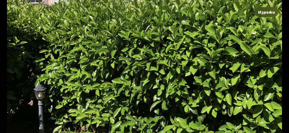 Лавровишна разсад