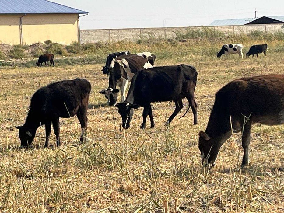 СРОЧНО Чорва комплекси. Молхона, экин, яйлов майдонлари билан сотилади