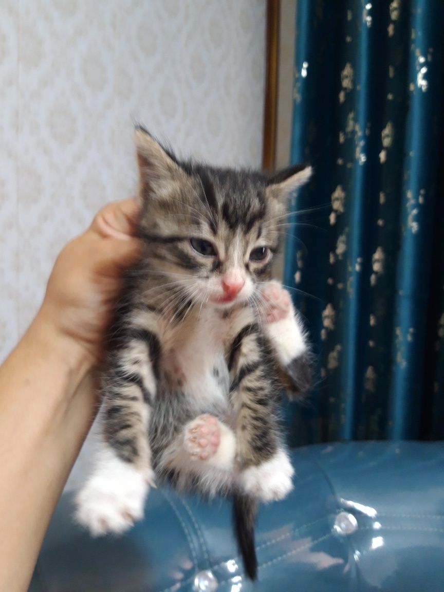 Котёнок мальчик уже кушает можно приучить