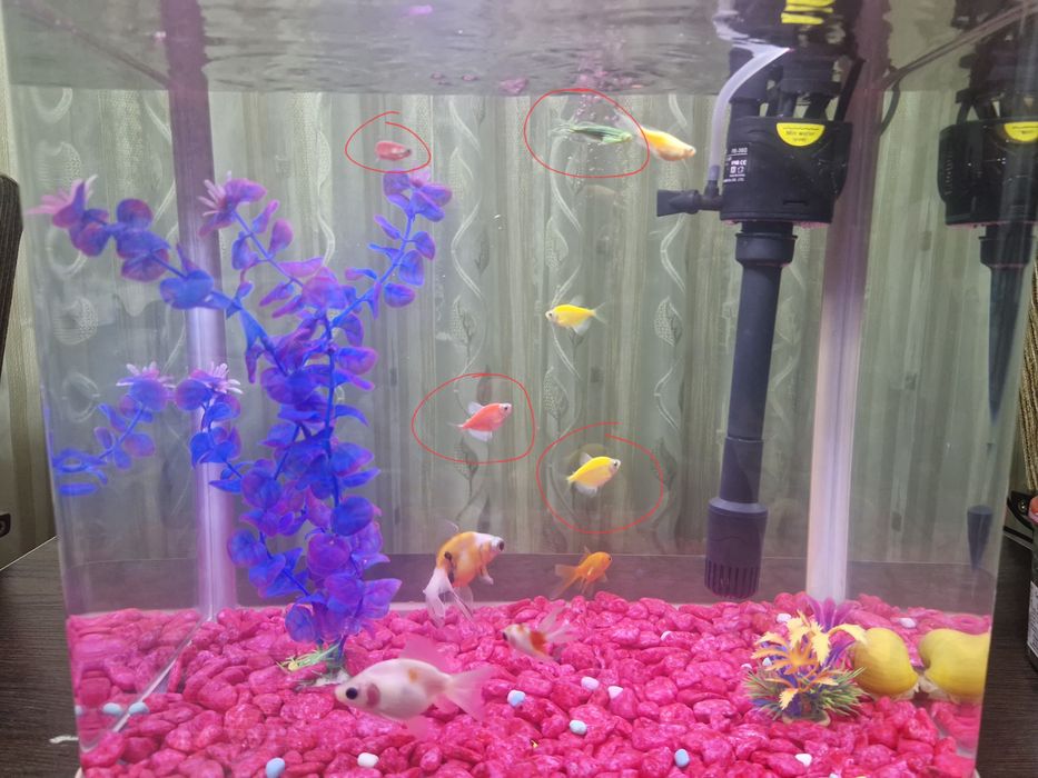 Akvarium+dekoratsiya+filtr