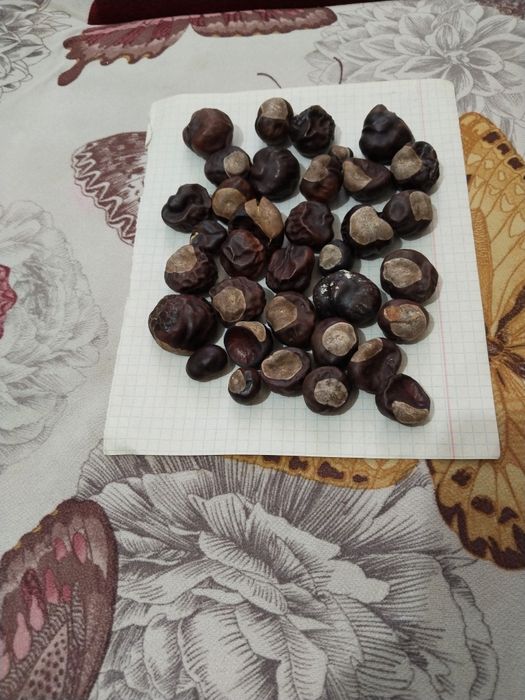 Продам конский  каштан