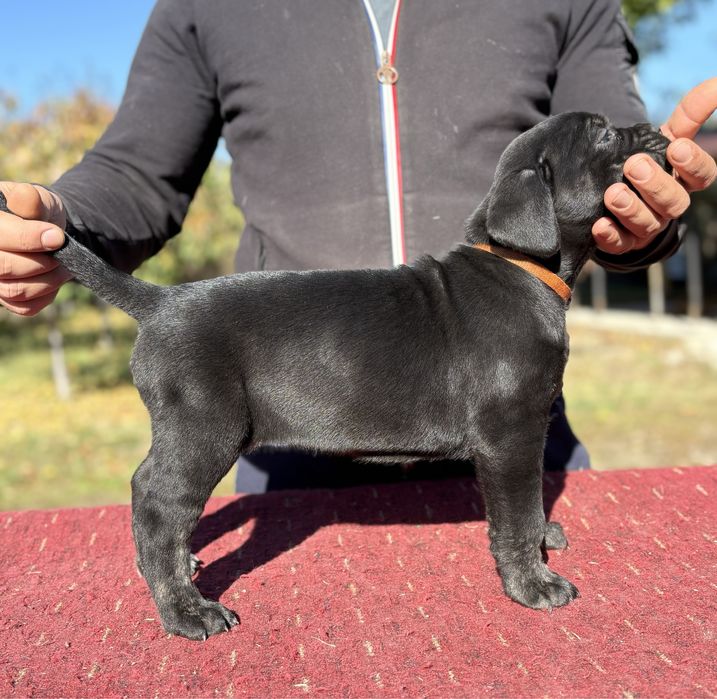 Cane Corso-Pedigree tip A