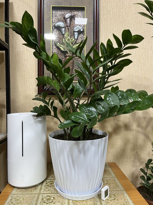 Уй ва офис учун гуллар